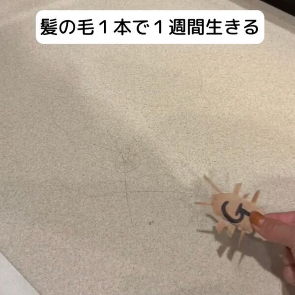 洗面所の髪の毛は放置厳禁　知られざるゴキブリの習性と撃退法
