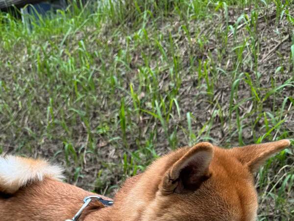 散歩中にほかの犬とすれ違う柴犬　その時の反応に「最高」「かわいい」