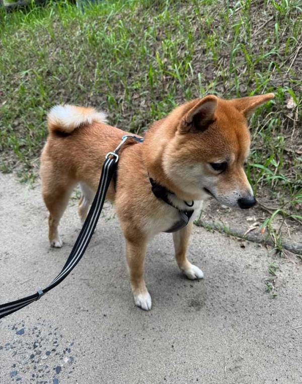 散歩中にほかの犬とすれ違う柴犬　その時の反応に「最高」「かわいい」