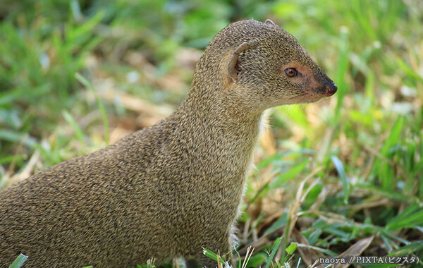 「庭にマングースが出た」と通報　現場に急行した警官からの『報告』に、署内爆笑！