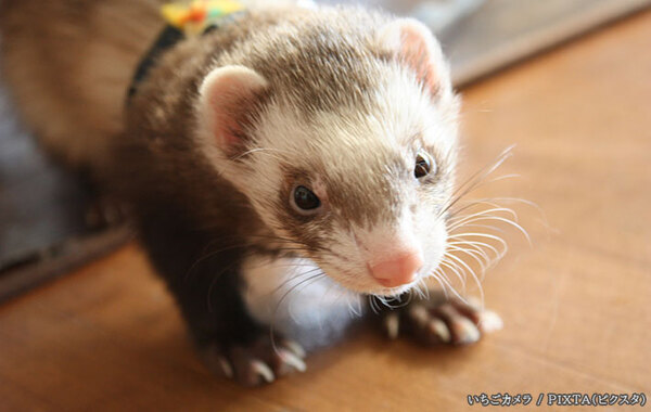 「庭にマングースが出た」と通報　現場に急行した警官からの『報告』に、署内爆笑！