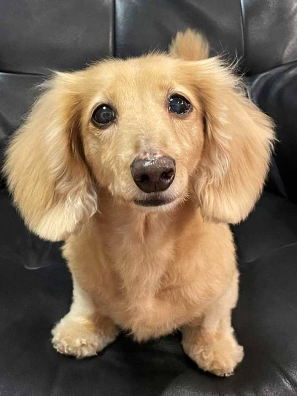 大きすぎるスイカの種？　ツヤツヤと光っていたのは…「笑ってしまった」