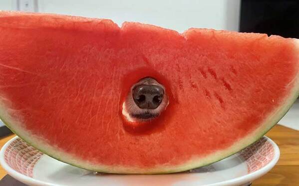 大きすぎるスイカの種？　ツヤツヤと光っていたのは…「笑ってしまった」