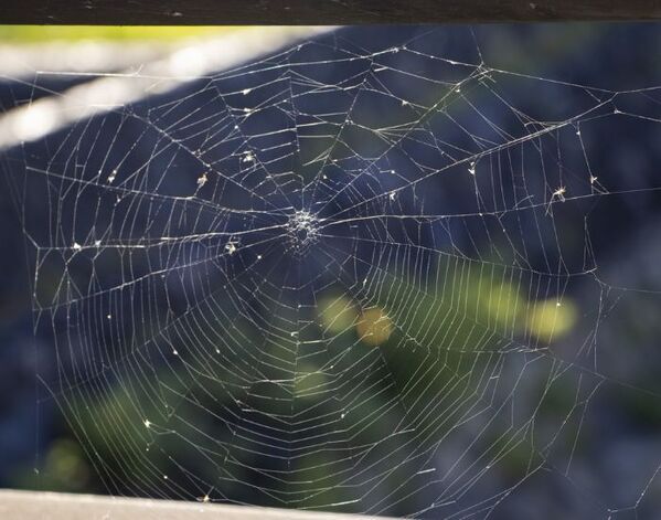 繰り返すクモの巣の原因はエサだった？　企業が教える予防策に「なるほど」