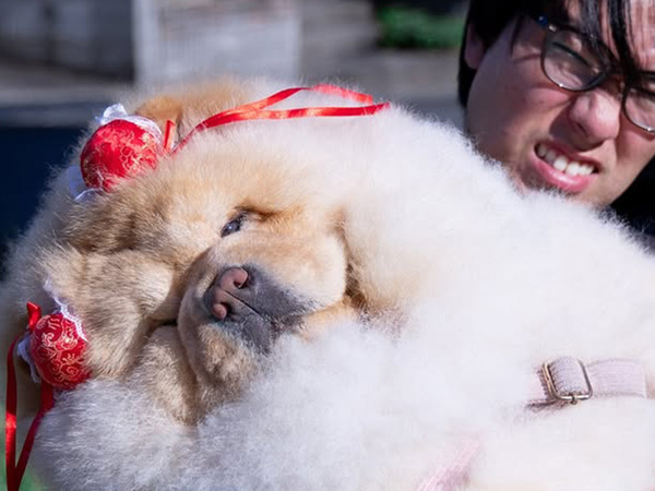 飼い主を信頼しきっている犬　見たら爆笑な1枚に「一生忘れたくない光景」