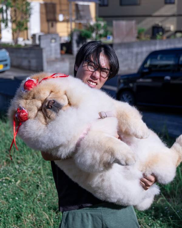 飼い主を信頼しきっている犬　見たら爆笑な1枚に「一生忘れたくない光景」