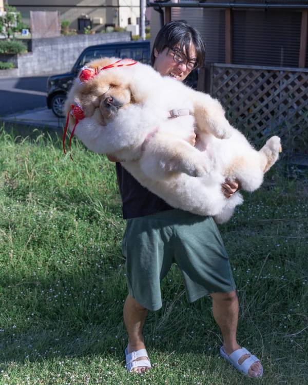 飼い主を信頼しきっている犬　見たら爆笑な1枚に「一生忘れたくない光景」