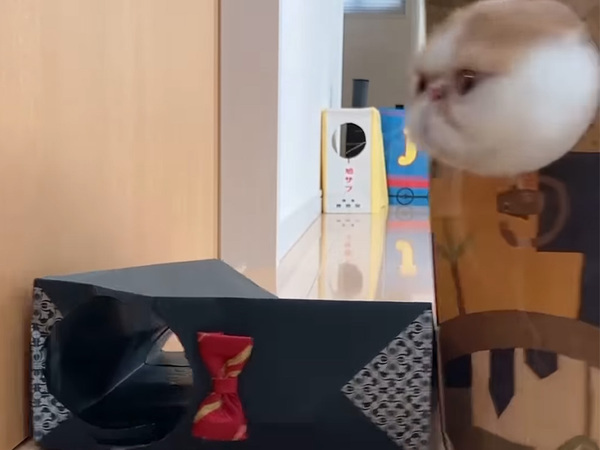 「無限に見られる動画」　猫が紙袋をずっと叩いていて？