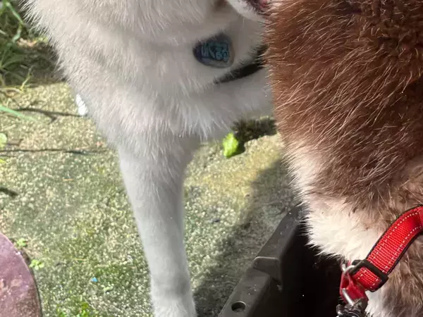 ハスキー兄妹の写真に2万人が爆笑！　その理由に「まさか丸飲み？」