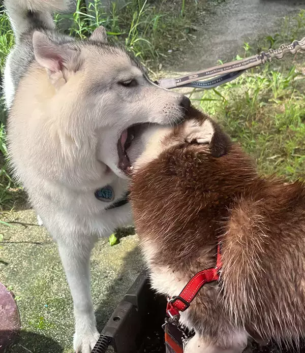 ハスキー兄妹の写真に2万人が爆笑！　その理由に「まさか丸飲み？」