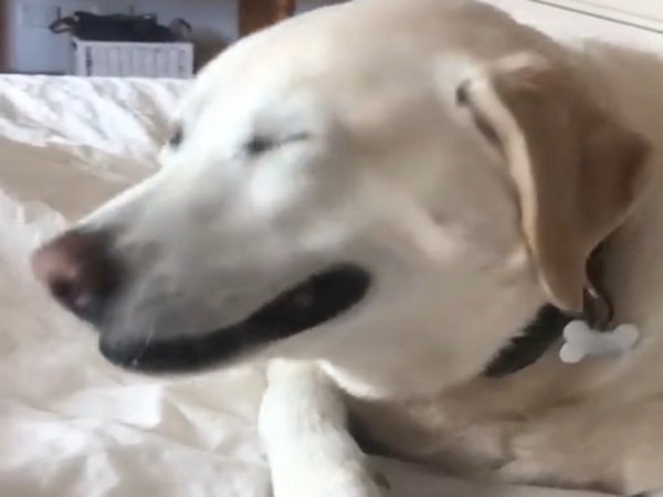 飼い主に鼻を触られると…？　犬の『リアクション』に110万人が大笑い！