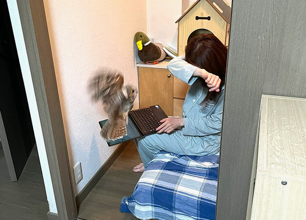 久々に帰省した姉に、フクロウが？　ツンデレすぎる3枚に、飼い主も思わず「猫みたい」