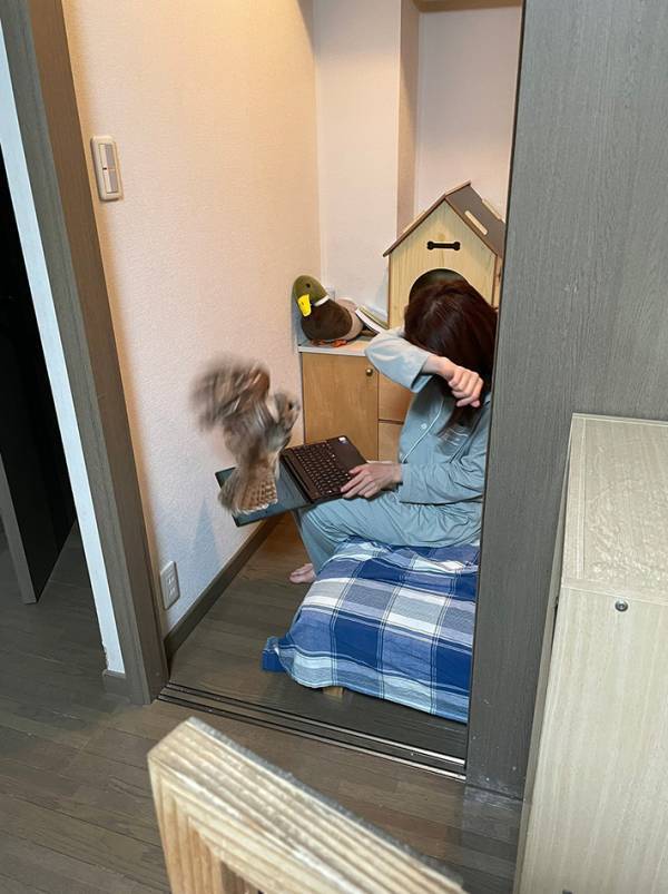 久々に帰省した姉に、フクロウが？　ツンデレすぎる3枚に、飼い主も思わず「猫みたい」