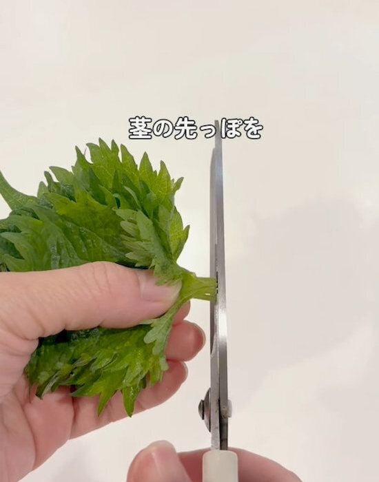 「しなしなで捨ててた…」　大葉の保存法に「もっと早く知りたかった」「毎回やる」