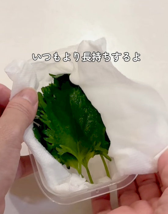 「しなしなで捨ててた…」　大葉の保存法に「もっと早く知りたかった」「毎回やる」