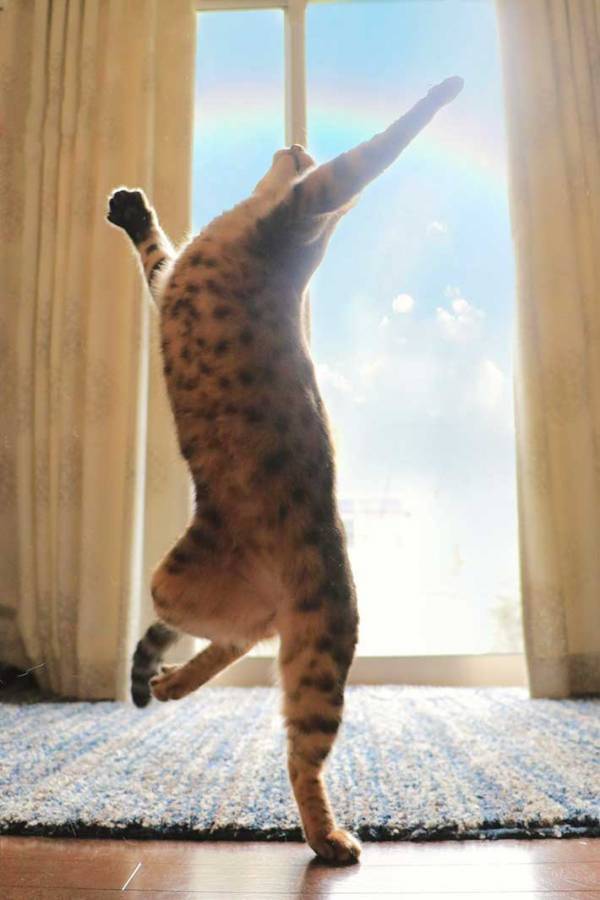 飼い主「まさにミュージカルスター」　愛猫がとった体勢に「ハンパない」