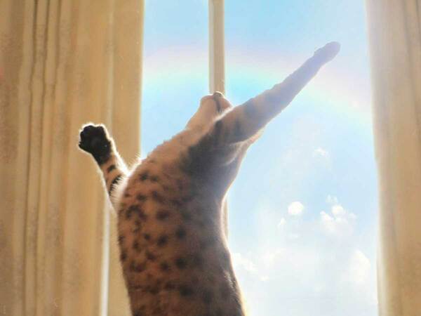 飼い主「まさにミュージカルスター」　愛猫がとった体勢に「ハンパない」