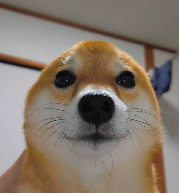 ドアップで撮られた柴犬の写真　頭を見ると…「爆笑した」「かわいすぎる」