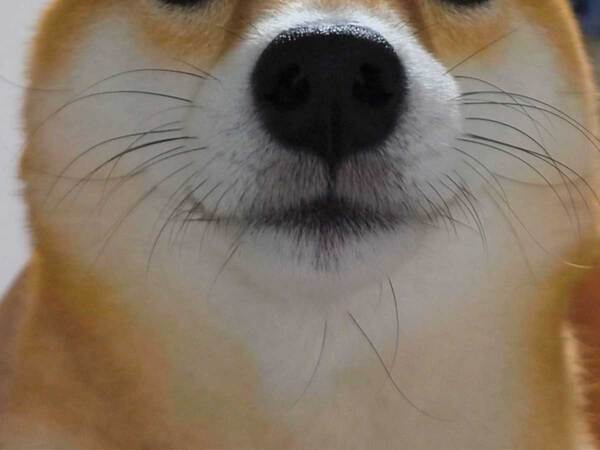 ドアップで撮られた柴犬の写真　頭を見ると…「爆笑した」「かわいすぎる」