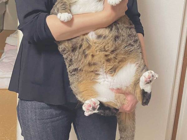 「猫って、こんなに長方形だっけ？」　公開された2枚に、吹き出す人が続出