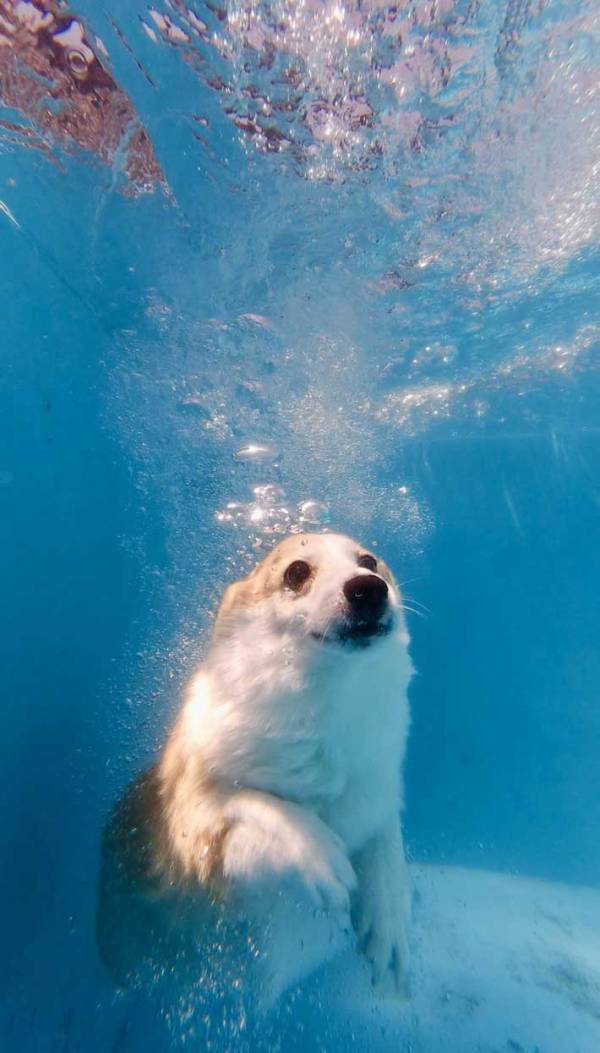 愛犬をプールに連れて行った結果…　泳ぐ姿に「間違いなくアザラシ」「かわいい」