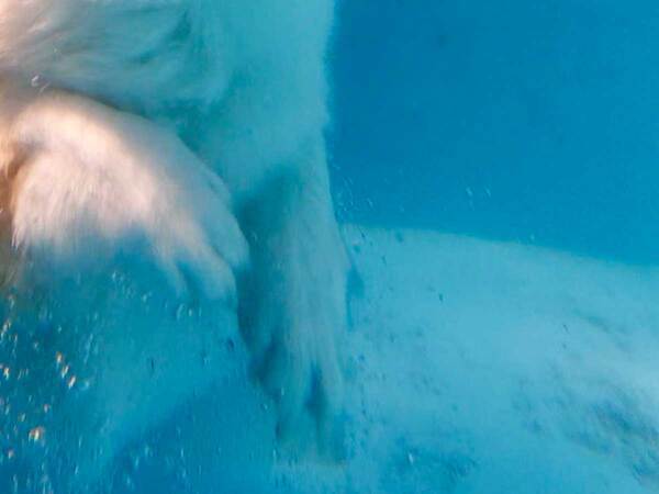 愛犬をプールに連れて行った結果…　泳ぐ姿に「間違いなくアザラシ」「かわいい」