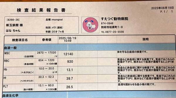 旅館で暮らす猫　Xで公開された画像に驚きの声！「めちゃすごい」