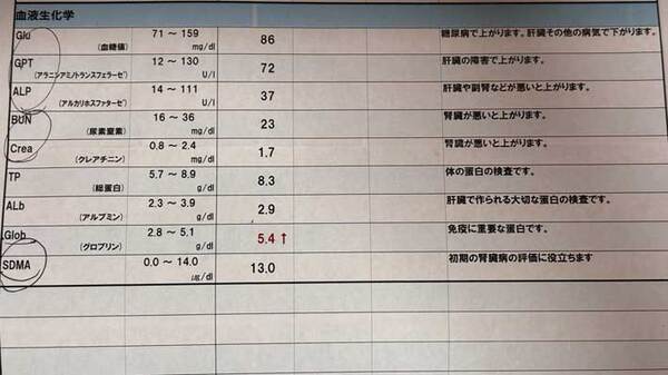 旅館で暮らす猫　Xで公開された画像に驚きの声！「めちゃすごい」