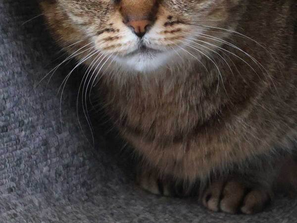 旅館で暮らす猫　Xで公開された画像に驚きの声！「めちゃすごい」