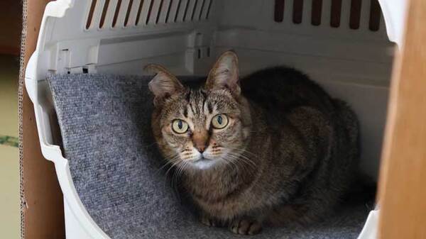 旅館で暮らす猫　Xで公開された画像に驚きの声！「めちゃすごい」