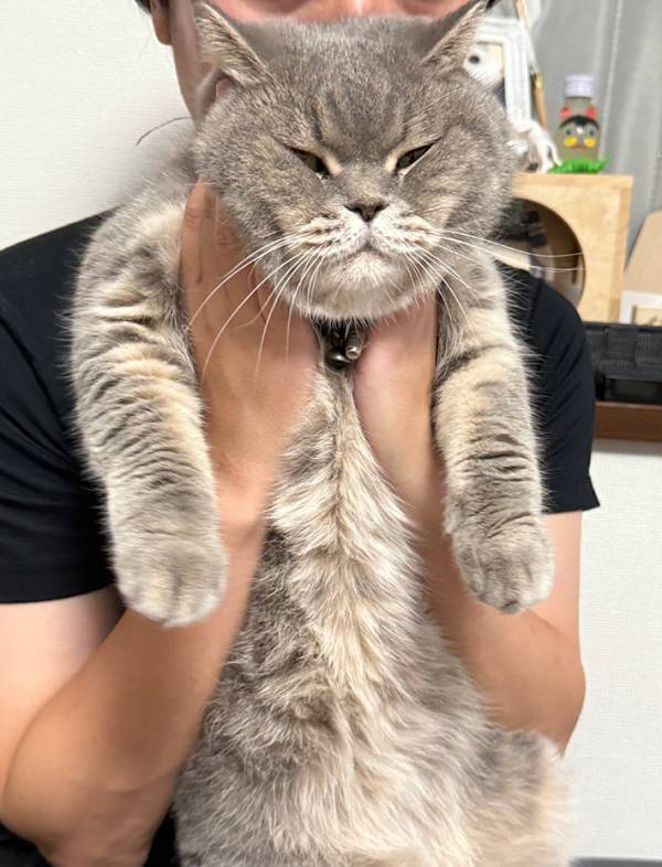 『心の声』が出すぎている猫　飼い主に抱っこされて…「にょーーんって聞こえてくる」