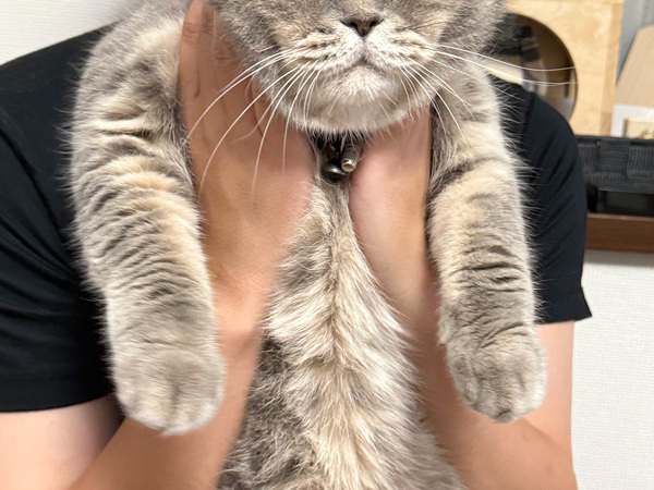 『心の声』が出すぎている猫　飼い主に抱っこされて…「にょーーんって聞こえてくる」