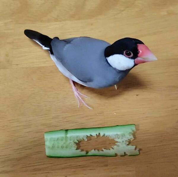 キュウリを食べた文鳥　食べた後のキュウリを見ると…？「クセがすごい」