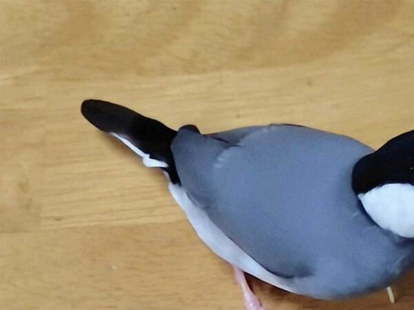キュウリを食べた文鳥　食べた後のキュウリを見ると…？「クセがすごい」