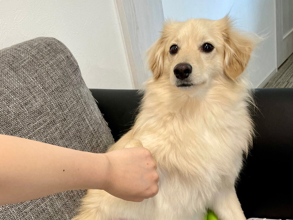 肉球に薬を塗ったので…？　飼い主と愛犬の1枚に「笑った」「ラブストーリーは突然に」