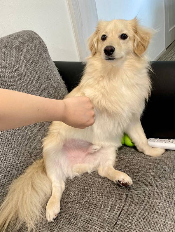 肉球に薬を塗ったので…？　飼い主と愛犬の1枚に「笑った」「ラブストーリーは突然に」