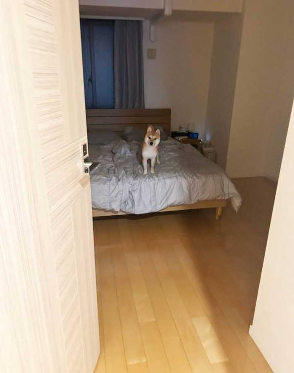 ベッドから降りれず鳴く犬　降ろしてあげた後の反応に「かわいい」「笑った」