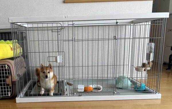 ベッドから降りれず鳴く犬　降ろしてあげた後の反応に「かわいい」「笑った」