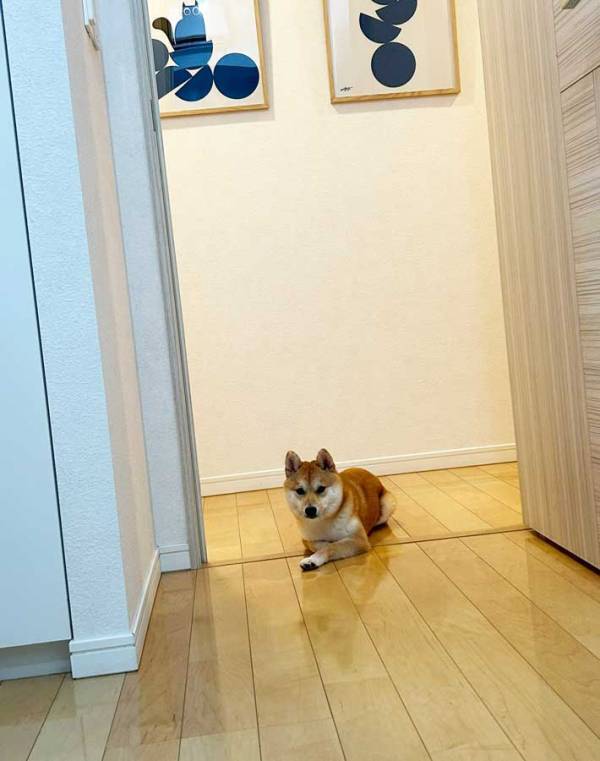 ベッドから降りれず鳴く犬　降ろしてあげた後の反応に「かわいい」「笑った」