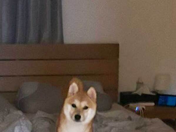 ベッドから降りれず鳴く犬　降ろしてあげた後の反応に「かわいい」「笑った」