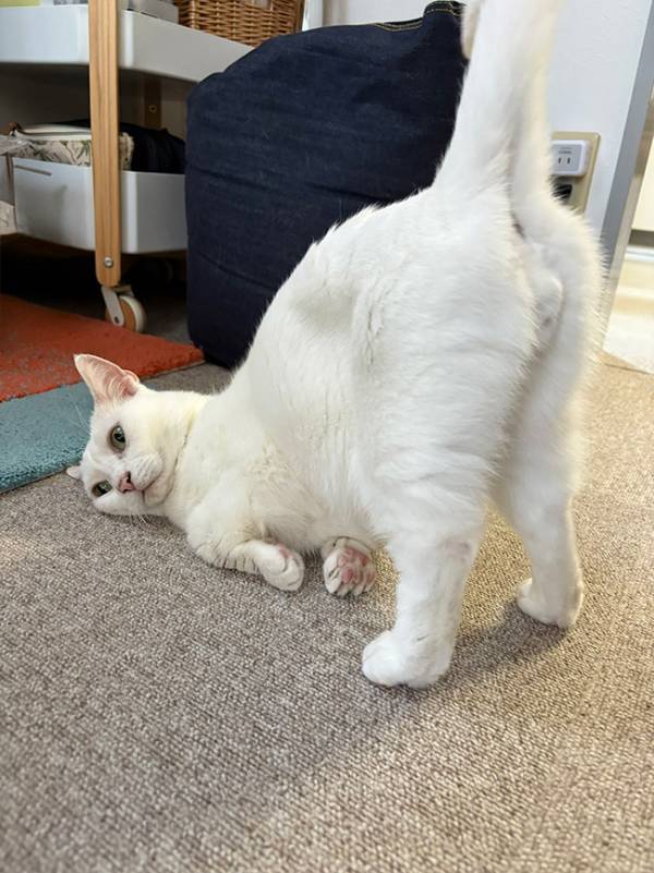 お尻をトントンしてほしくて…　猫、まさかのビジュアルに「これは笑う」