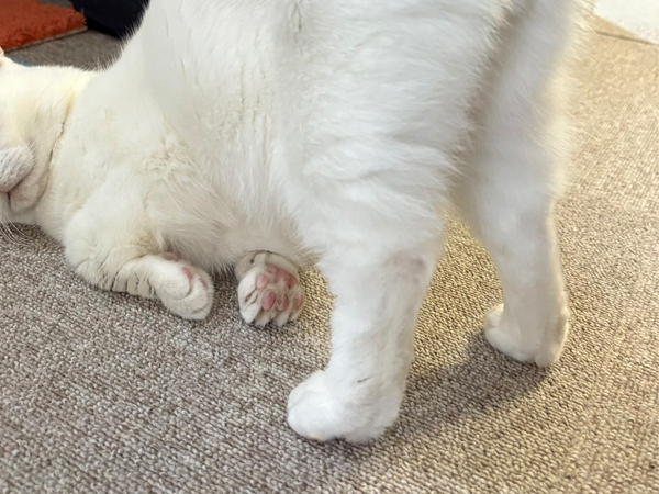 お尻をトントンしてほしくて…　猫、まさかのビジュアルに「これは笑う」