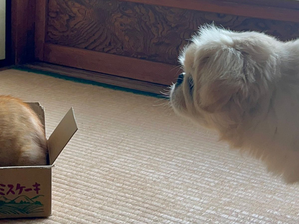 「新入り子猫ちゃんを見に、集まってきた皆さん」　ご対面の様子を覗くと…？