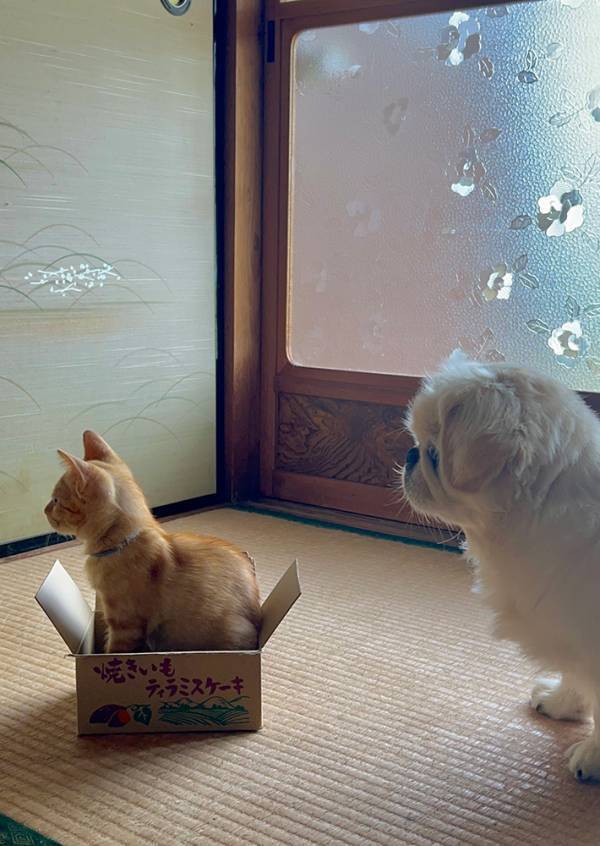 「新入り子猫ちゃんを見に、集まってきた皆さん」　ご対面の様子を覗くと…？