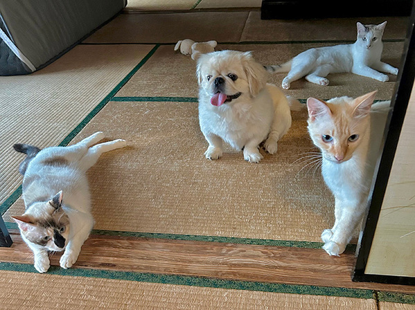 「新入り子猫ちゃんを見に、集まってきた皆さん」　ご対面の様子を覗くと…？