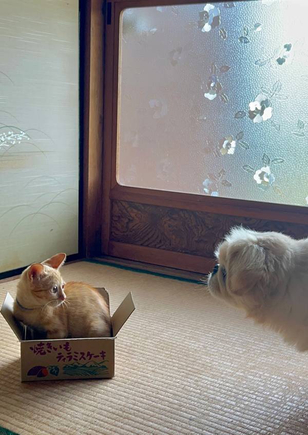 「新入り子猫ちゃんを見に、集まってきた皆さん」　ご対面の様子を覗くと…？