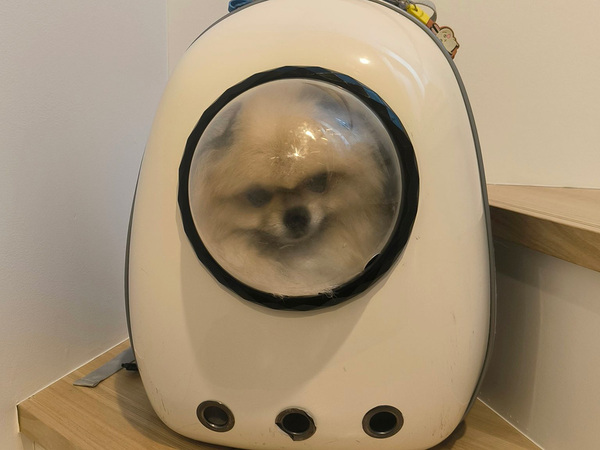 行き先がペットサロンだと知らず、ルンルンの犬　帰宅後の様子に「恨んでやる…と言っている」