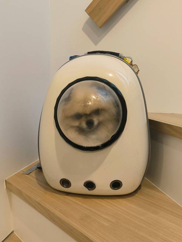 行き先がペットサロンだと知らず、ルンルンの犬　帰宅後の様子に「恨んでやる…と言っている」