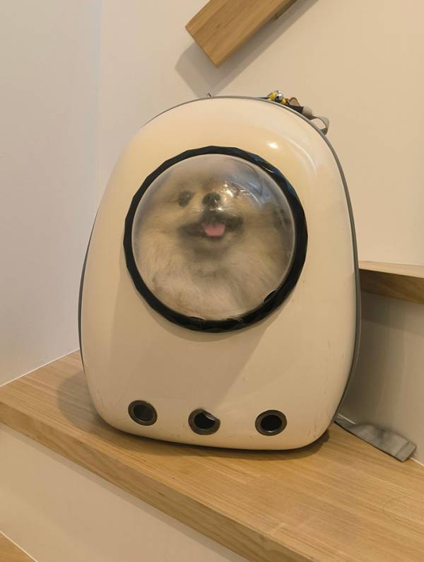 行き先がペットサロンだと知らず、ルンルンの犬　帰宅後の様子に「恨んでやる…と言っている」