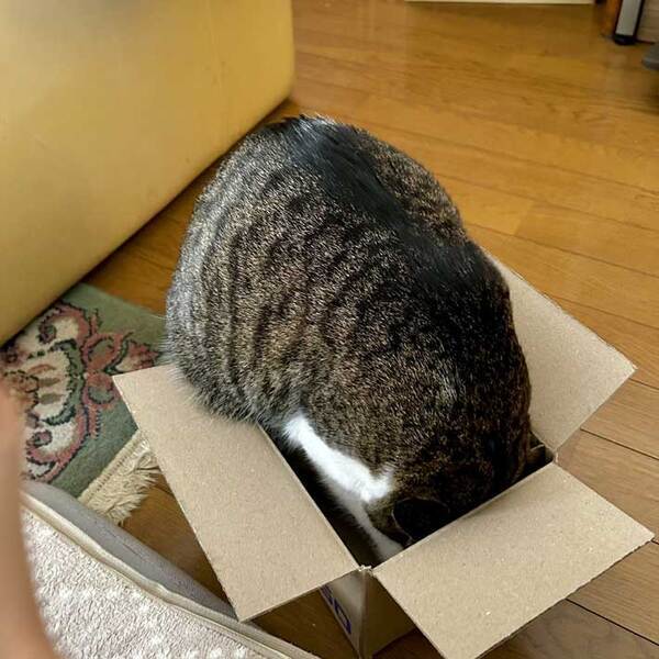 「無理そう」「笑った」　猫が『小さい』箱に入ろうとした結果…